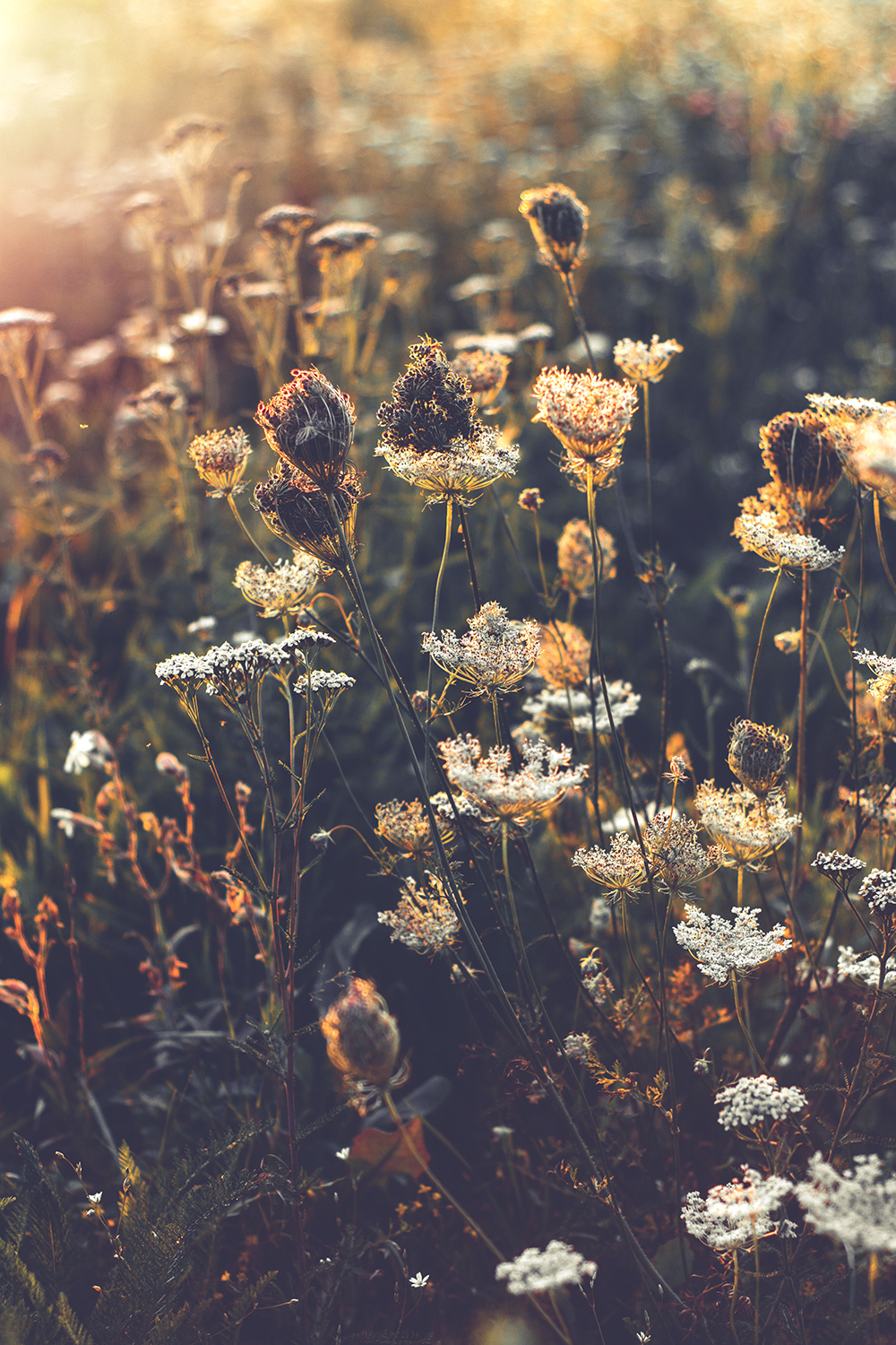 bloom-blooming-blossom-2781759_2b bloom blooming blossom 2781759 2b